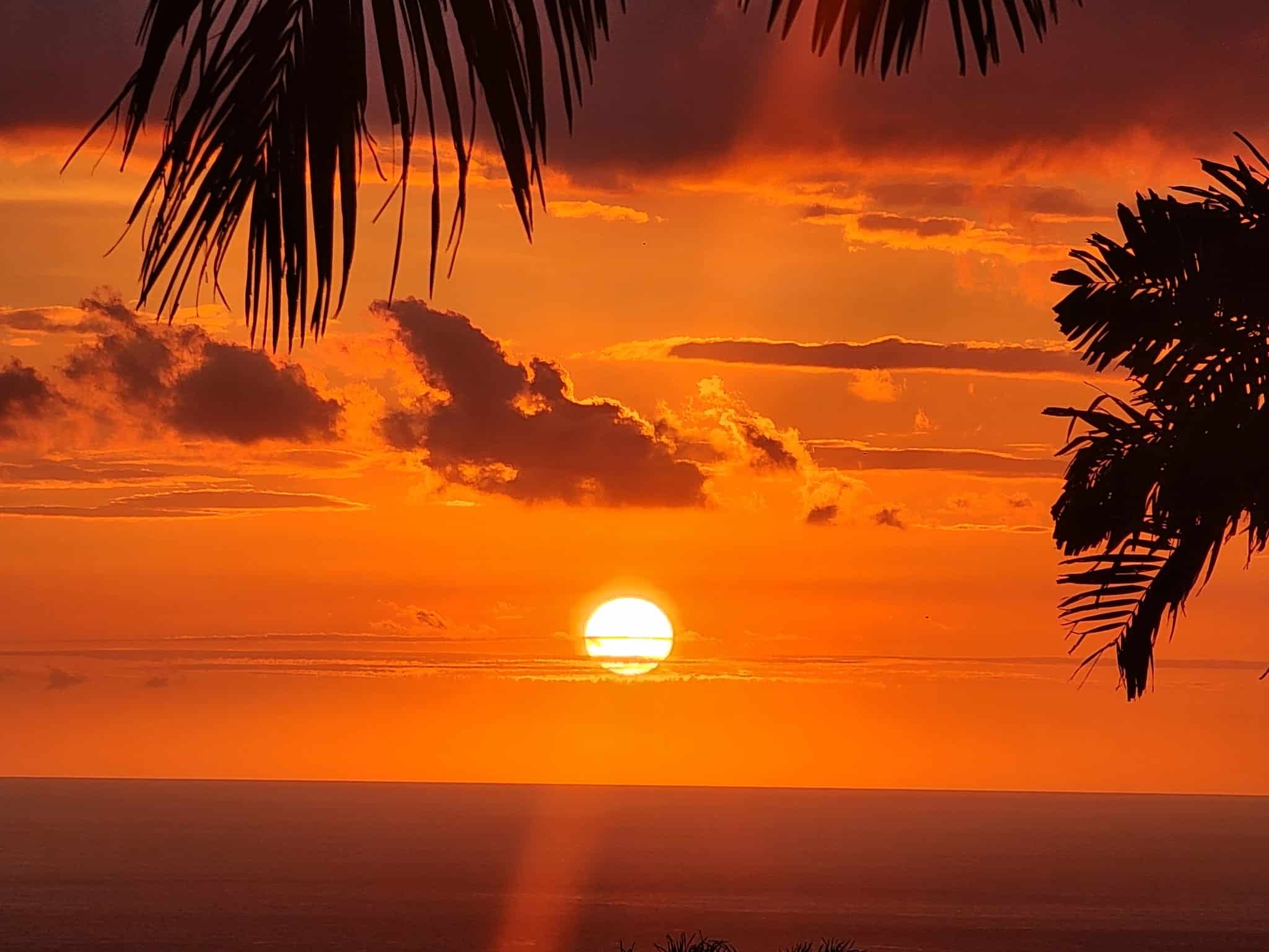 Sunset over the ocean with an orange sky and silhouetted palm fronds in the foreground.