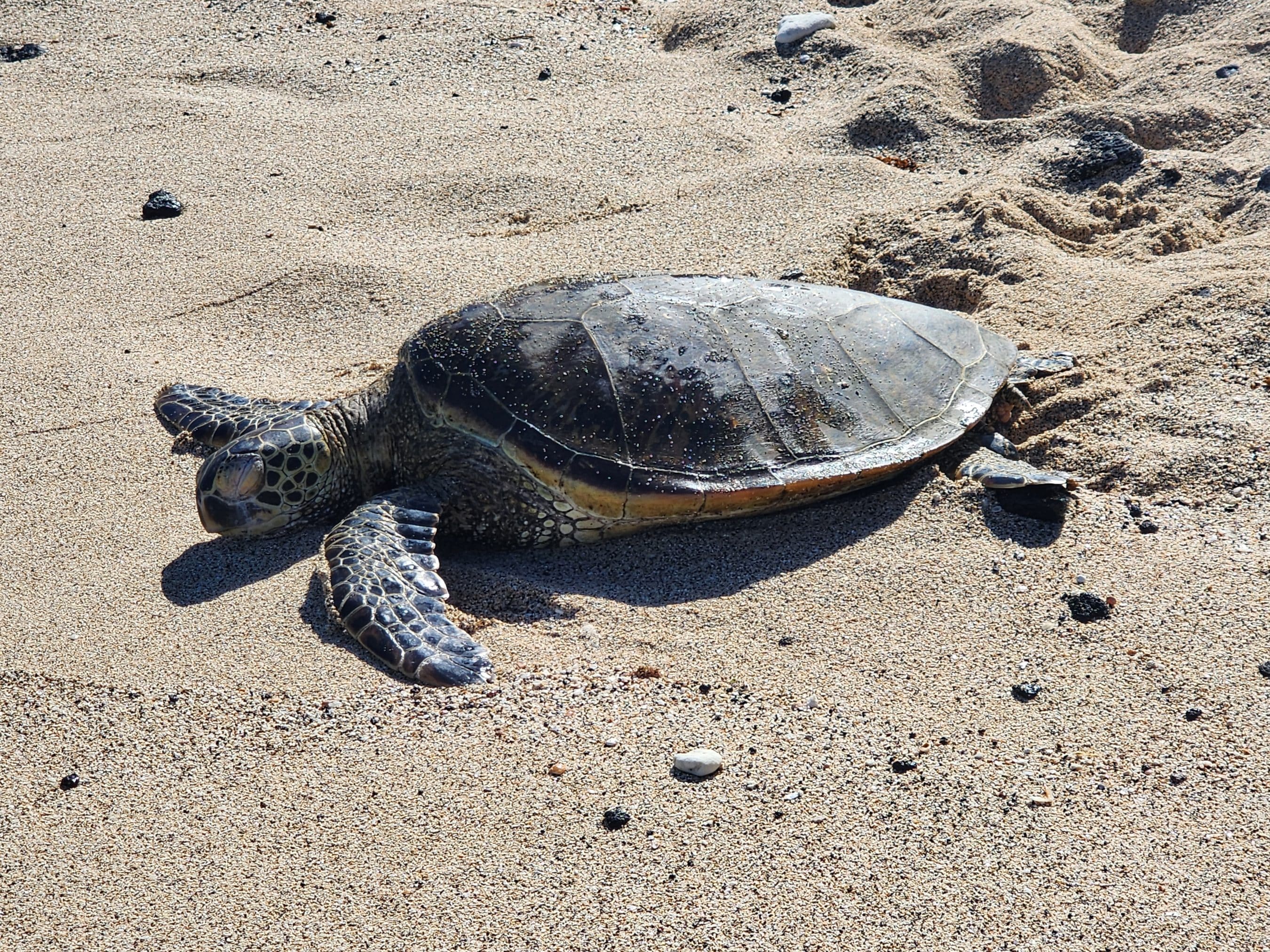 Sea turtle resting on a sandy beach with its head and flippers partly visible beside the shell