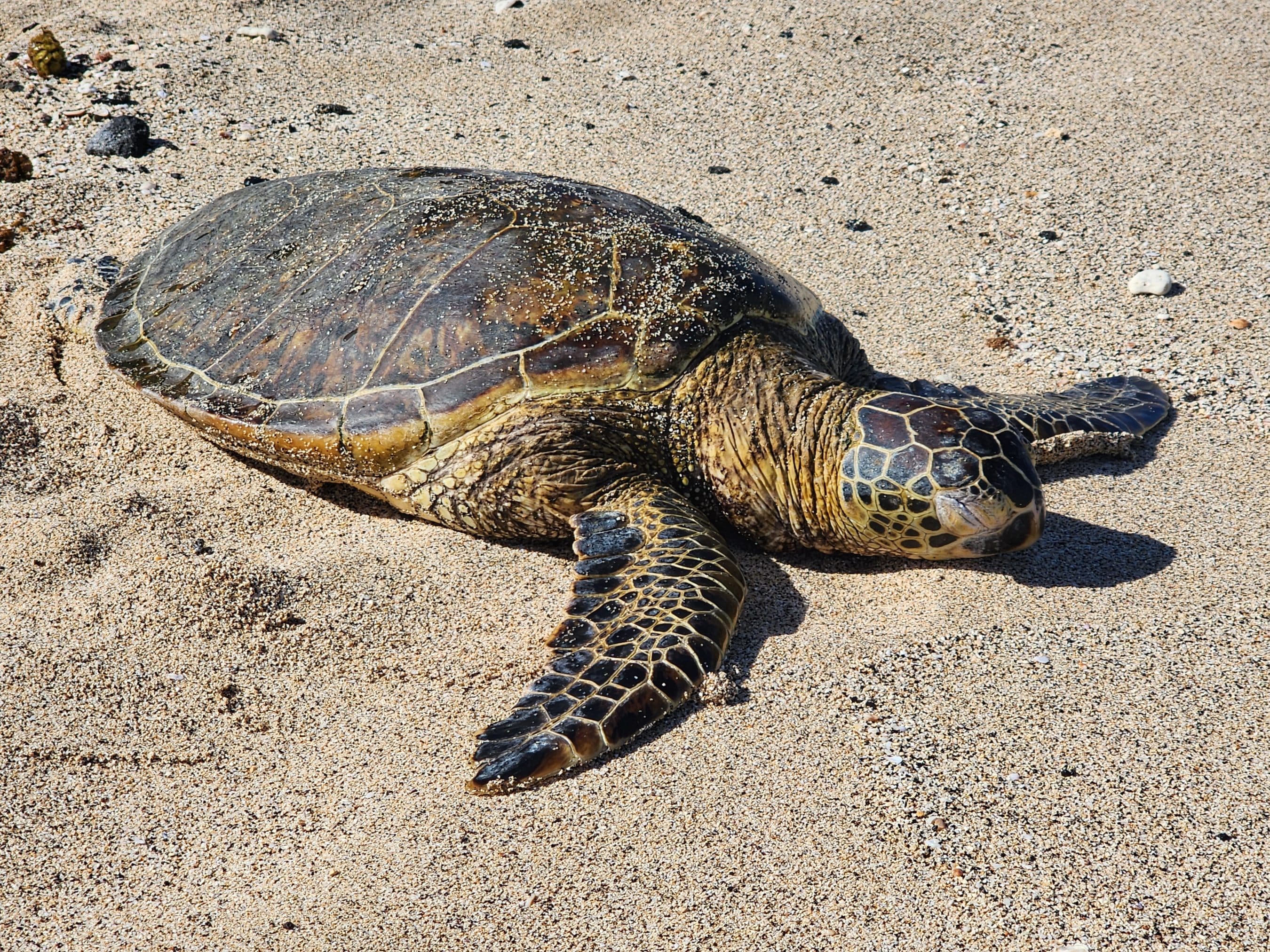 Sea turtle resting on a sandy beach with patterns of small shells and grains surrounding its shell and flippers.