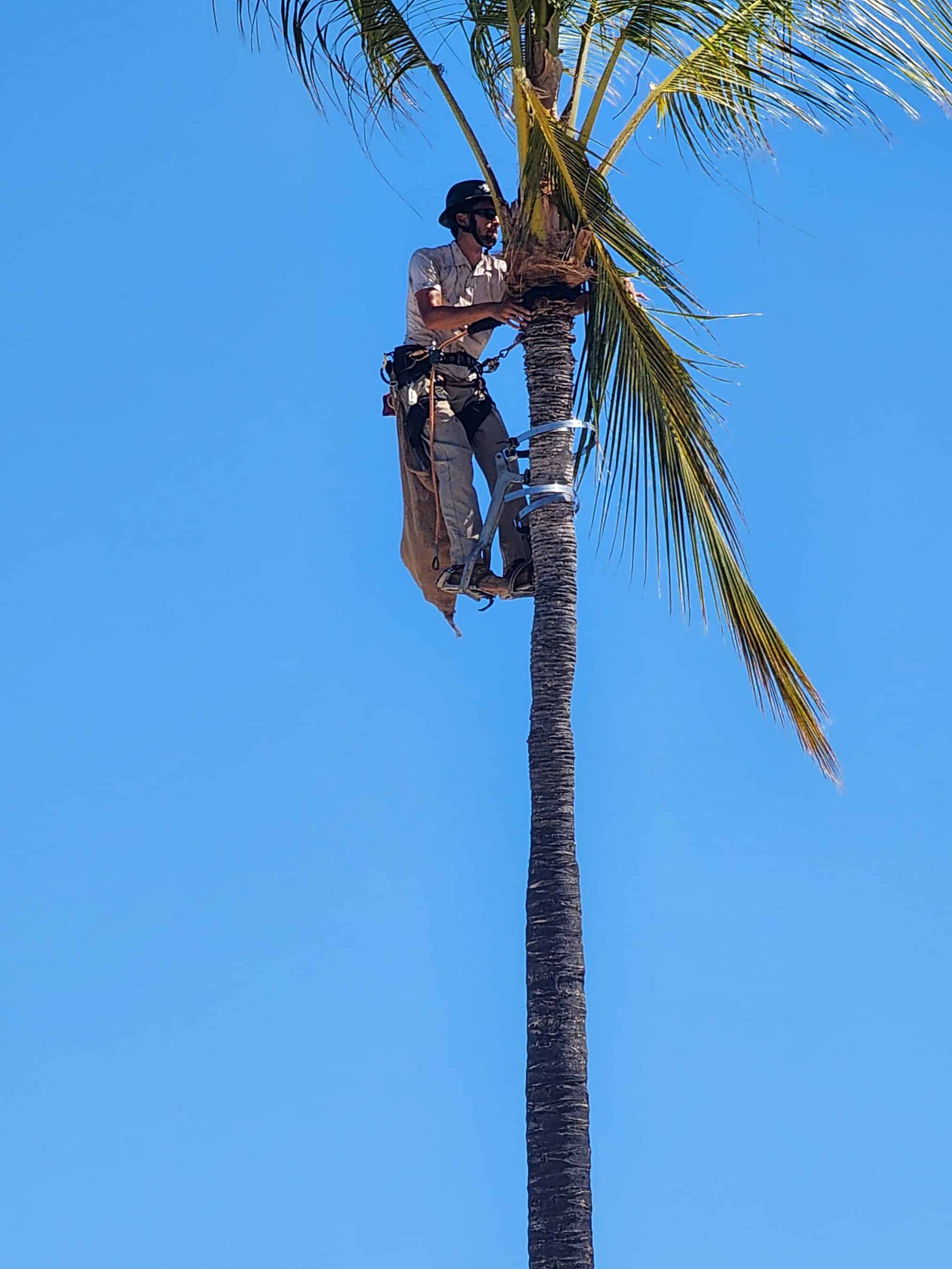 Worker wearing a helmet and safety gear climbs a tall palm tree with ropes against a clear blue sky, performing tree work.