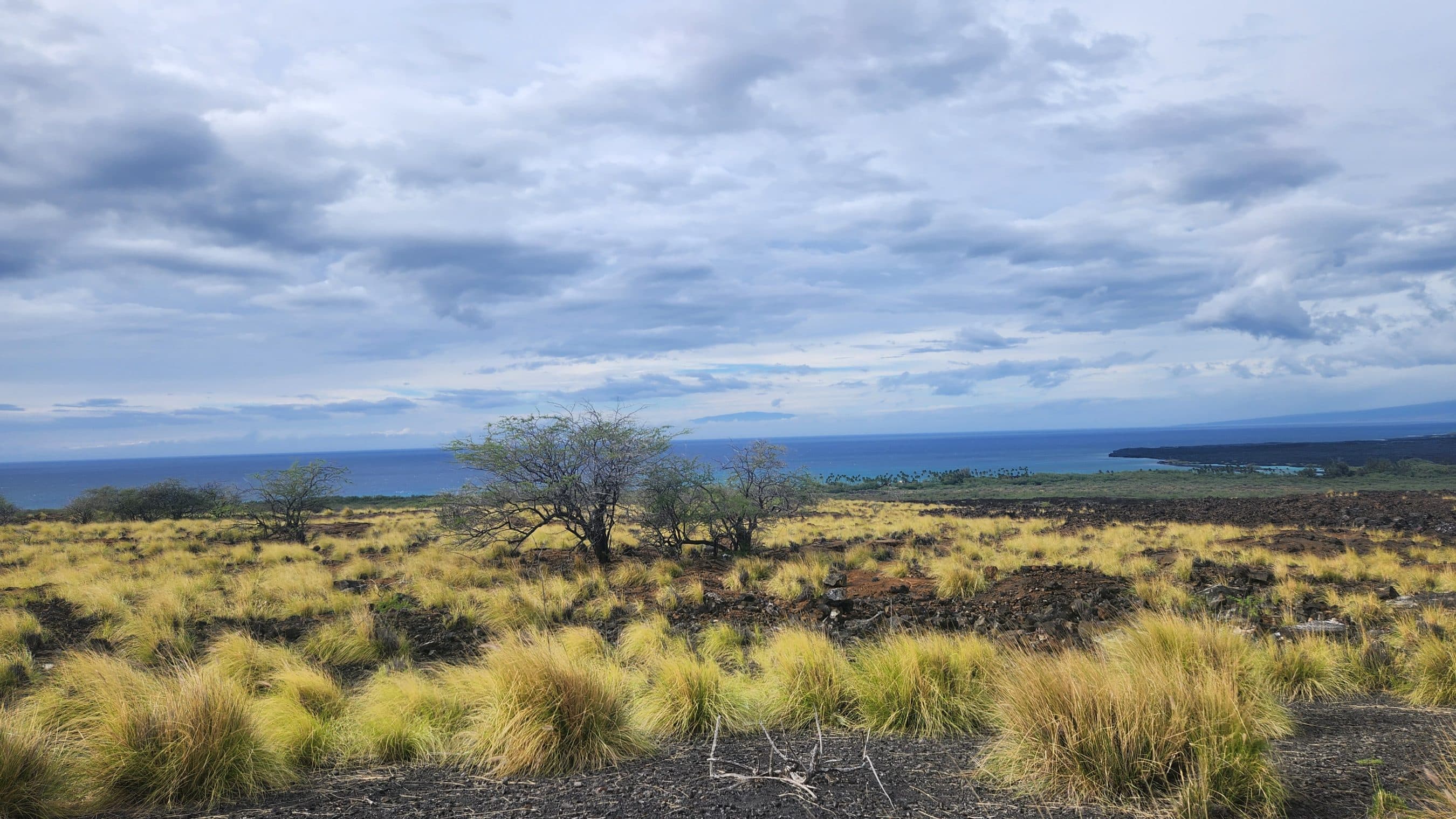 Coastal landscape with tufts of yellow grass, volcanic rocks in foreground, and a calm blue ocean under a cloudy sky.