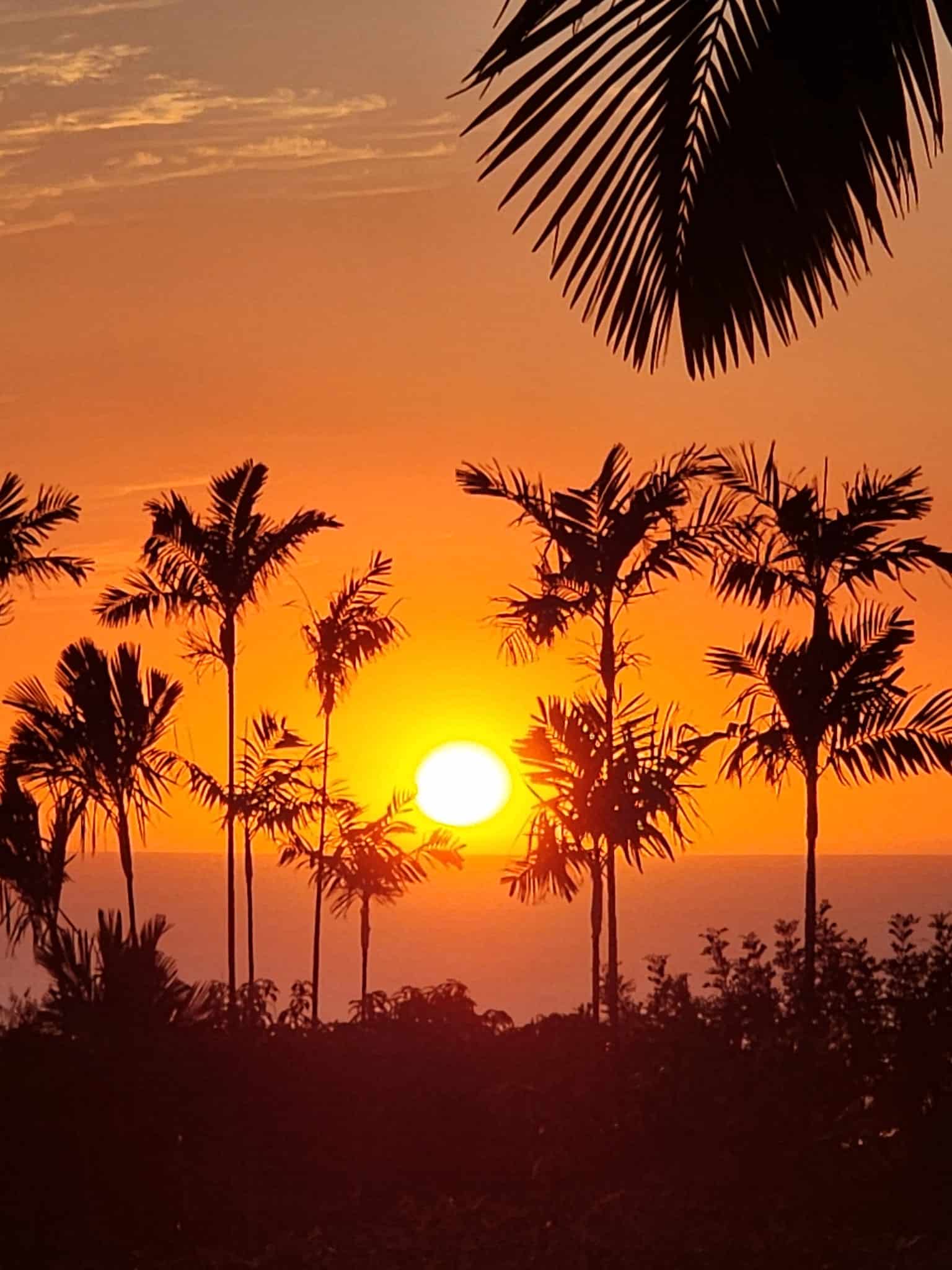 Silhouetted palm trees at sunset with an orange sky over the ocean.