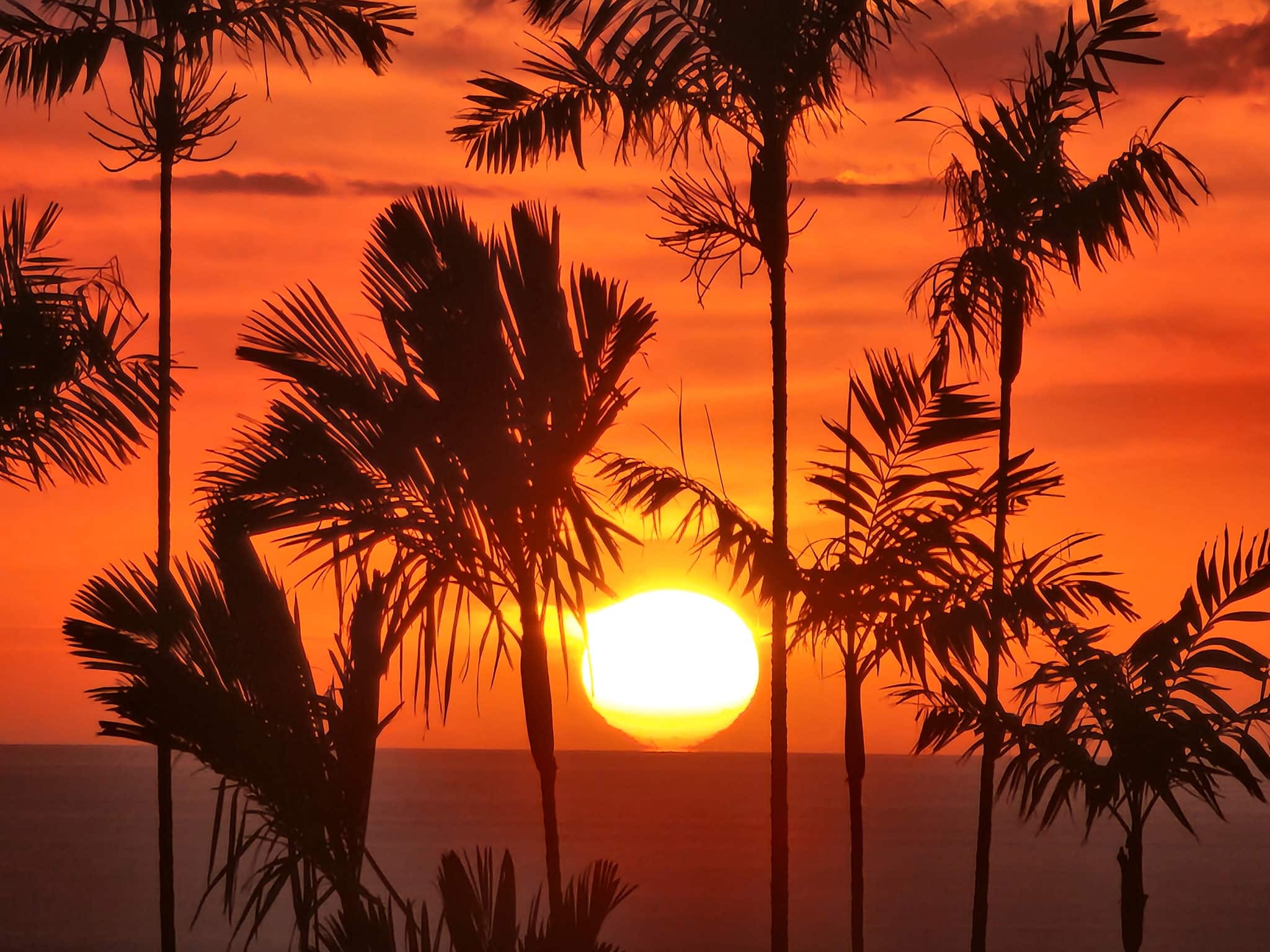 Silhouetted palm trees against an orange sunset over the calm ocean horizon.