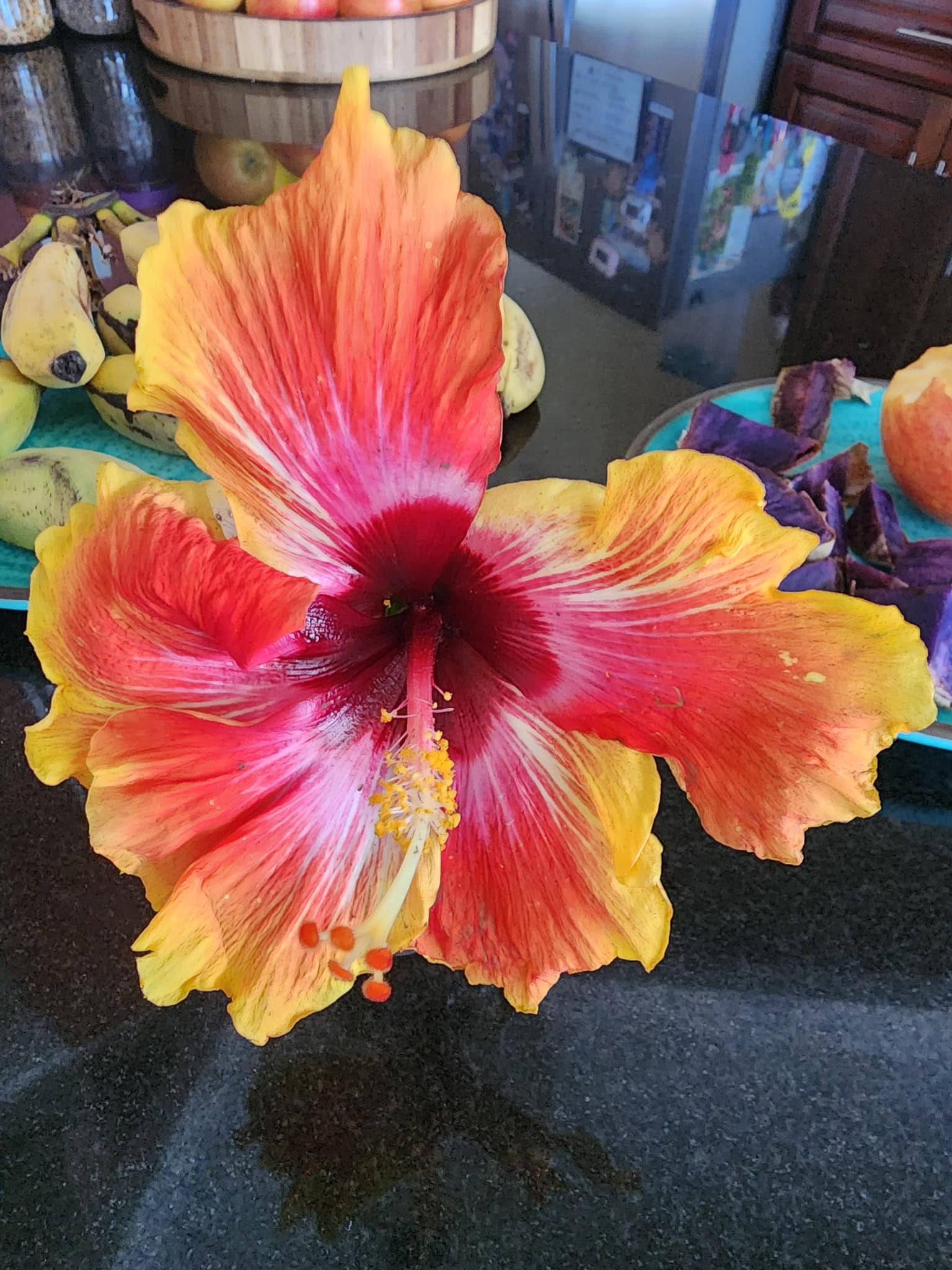 Bright hibiscus flower with orange, pink, and yellow petals on a dark countertop; a fruit bowl sits in the background.