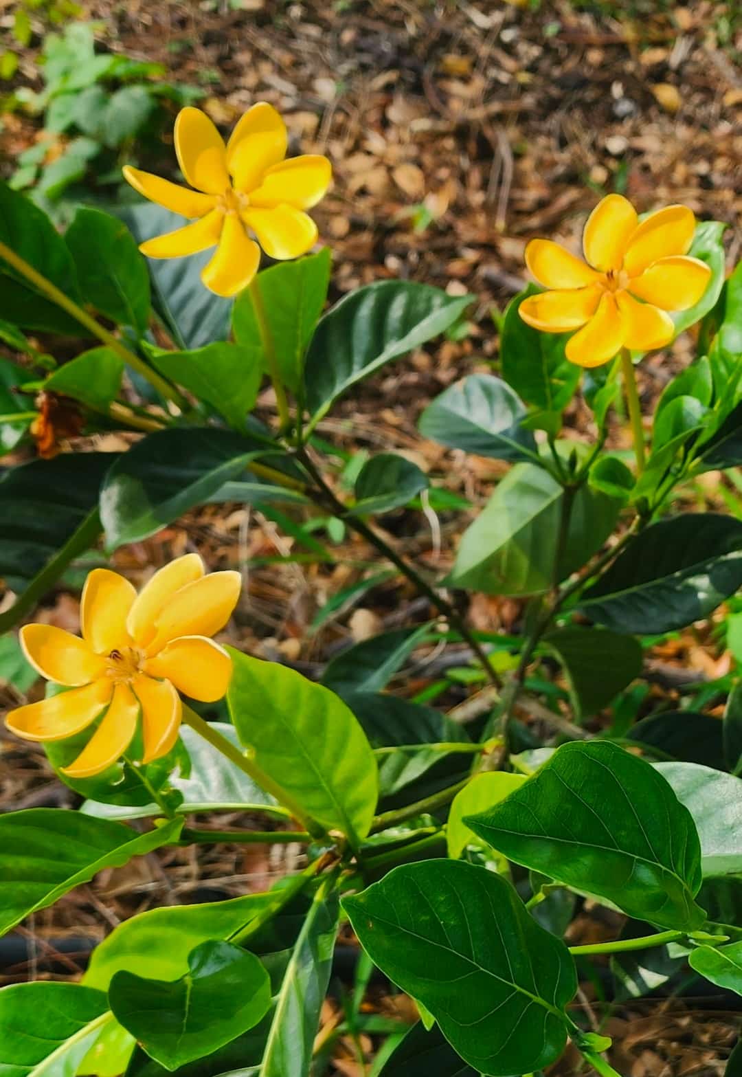 Yellow five-petaled flowers on a glossy green shrub with broad leaves.