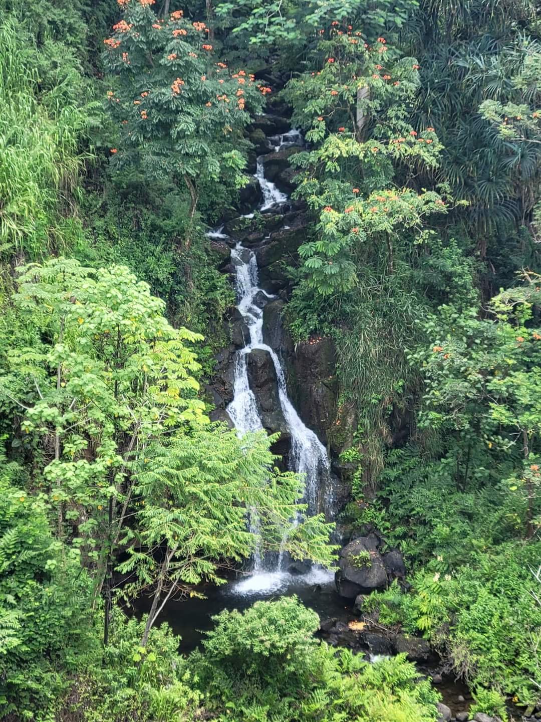 A narrow waterfall tumbles down rocky steps through dense tropical foliage, ending in a dark pool below.