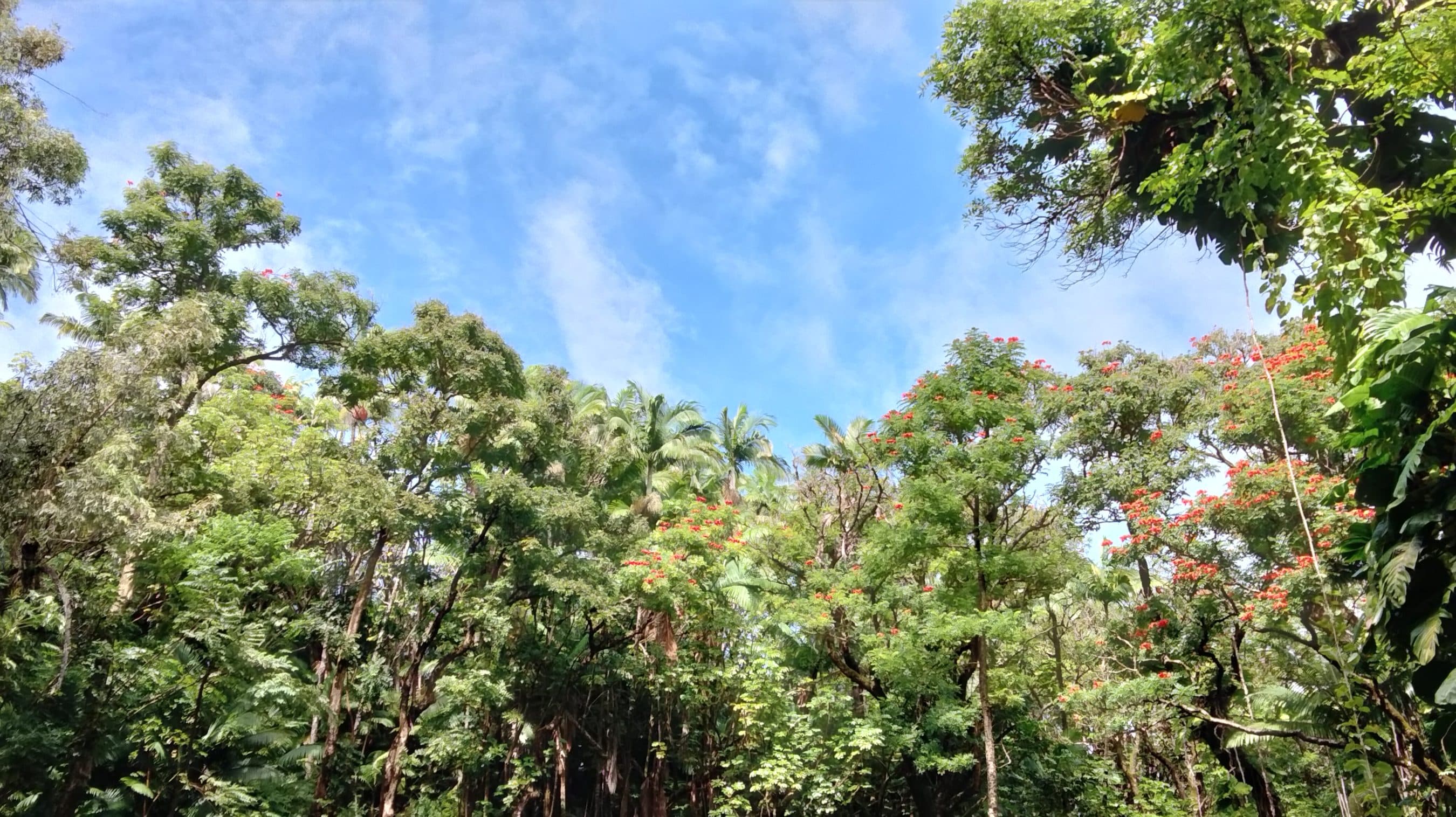 Blue sky visible through a dense canopy of green trees, with small red blossoms scattered in the foliage.
