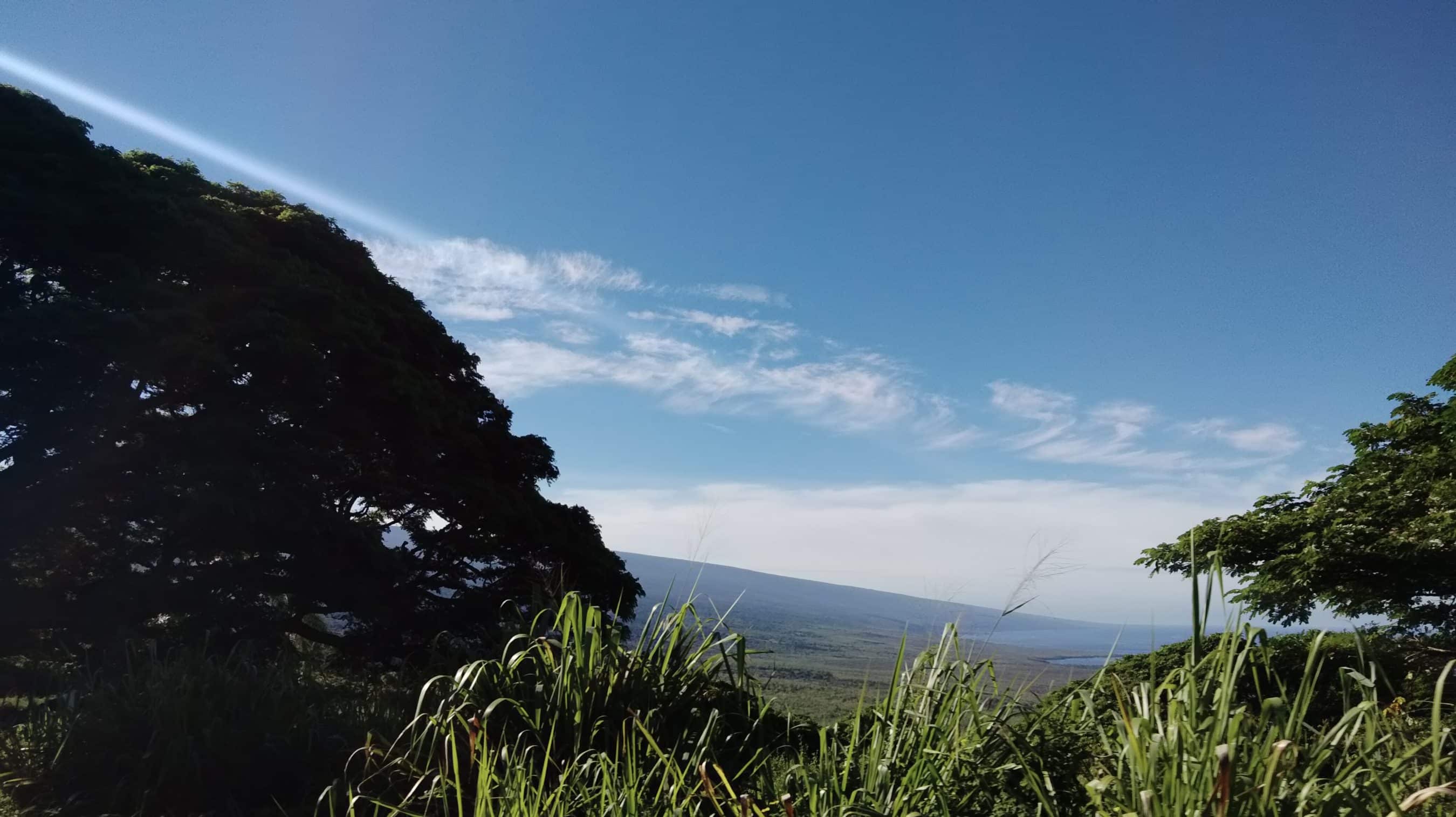 Wide hillside landscape with tall grasses in the foreground, trees on the left, and a clear blue sky over a distant valley.