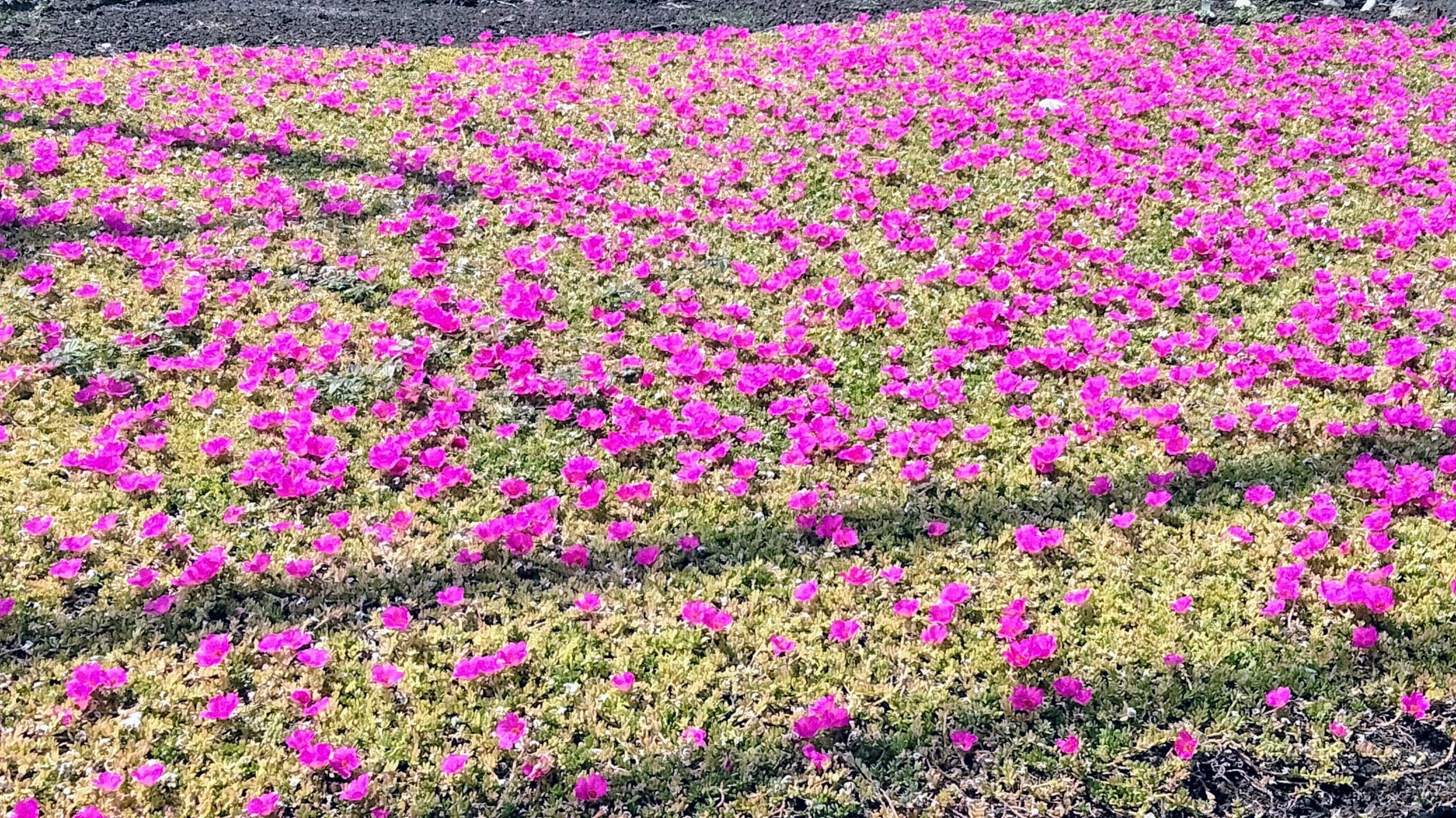 Field of vibrant pink flowers spread across a groundcover bed.
