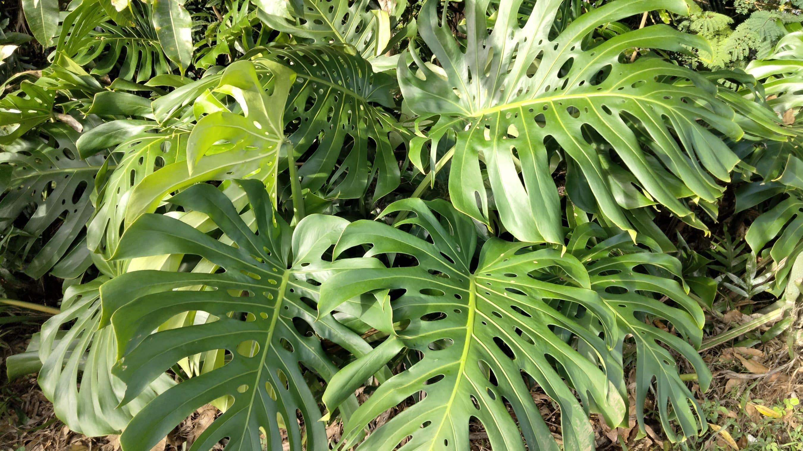 Dense patch of large, glossy Monstera deliciosa leaves with characteristic holes and splits, overlapping in a tropical garden setting.
