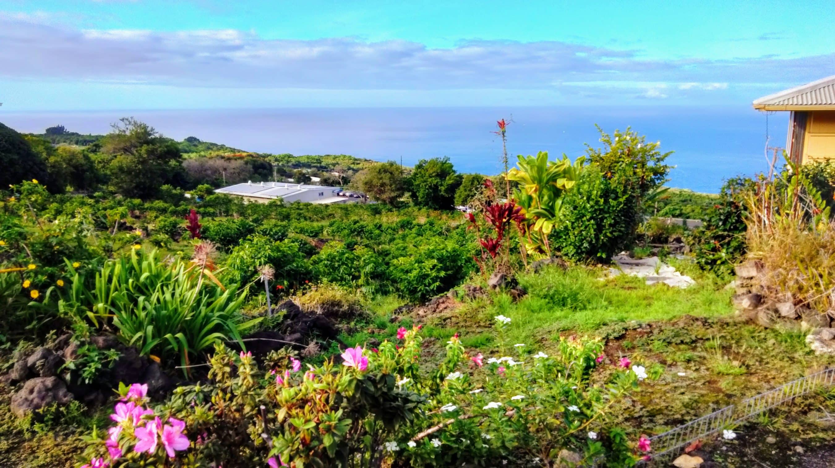Coastal garden with colorful flowers and shrubs overlooking the ocean and hillside homes.