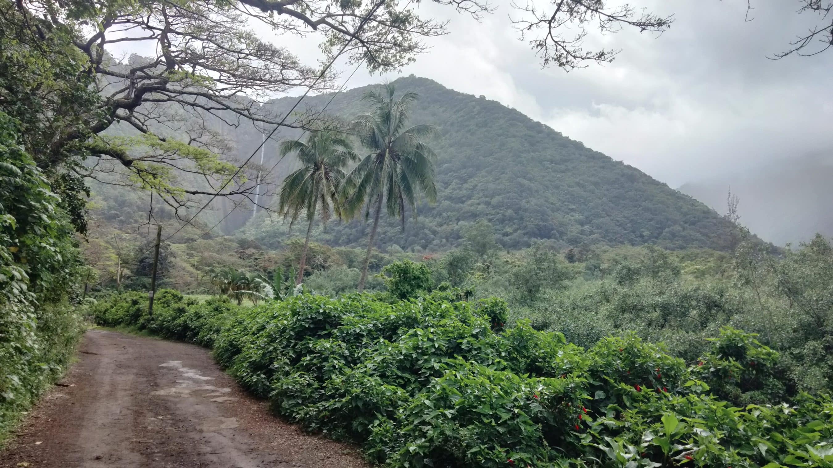 Dirt road winds through dense green vegetation toward a misty, forested hill with palm trees in the foreground.