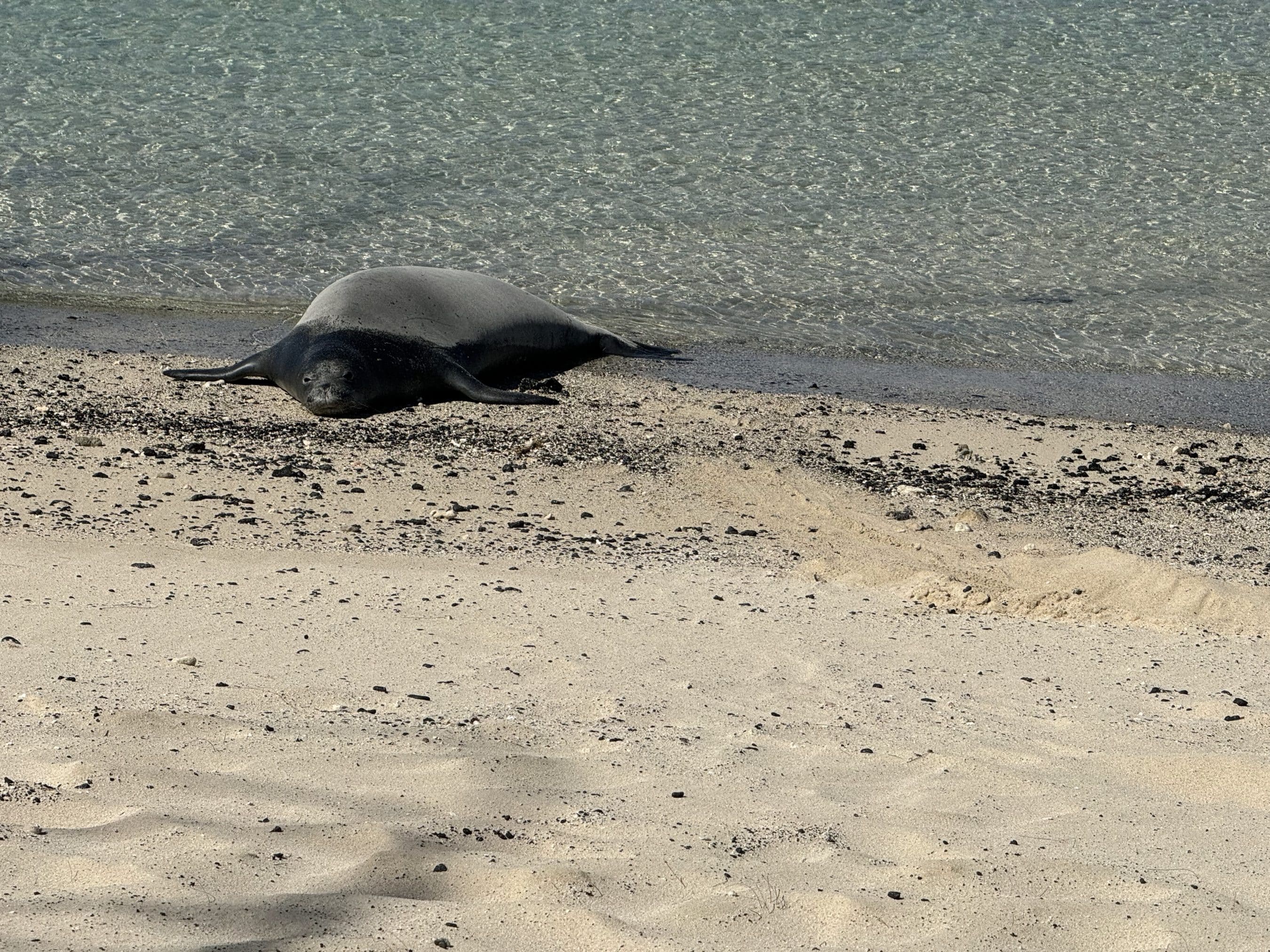 Beached marine mammal lying on a sandy beach with clear water in the background.
