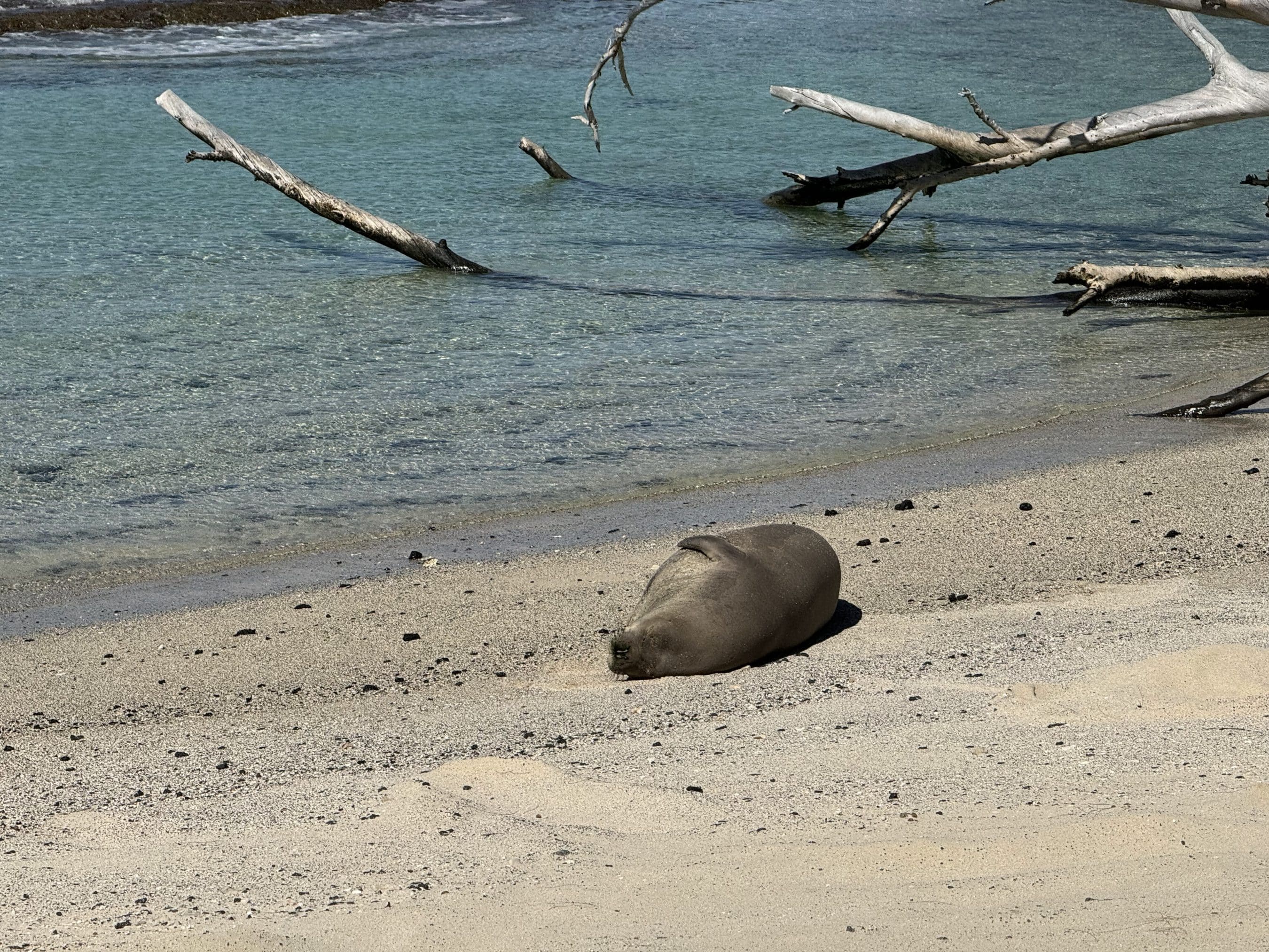 Seal resting on grainy beach with driftwood and clear turquoise water in the background.