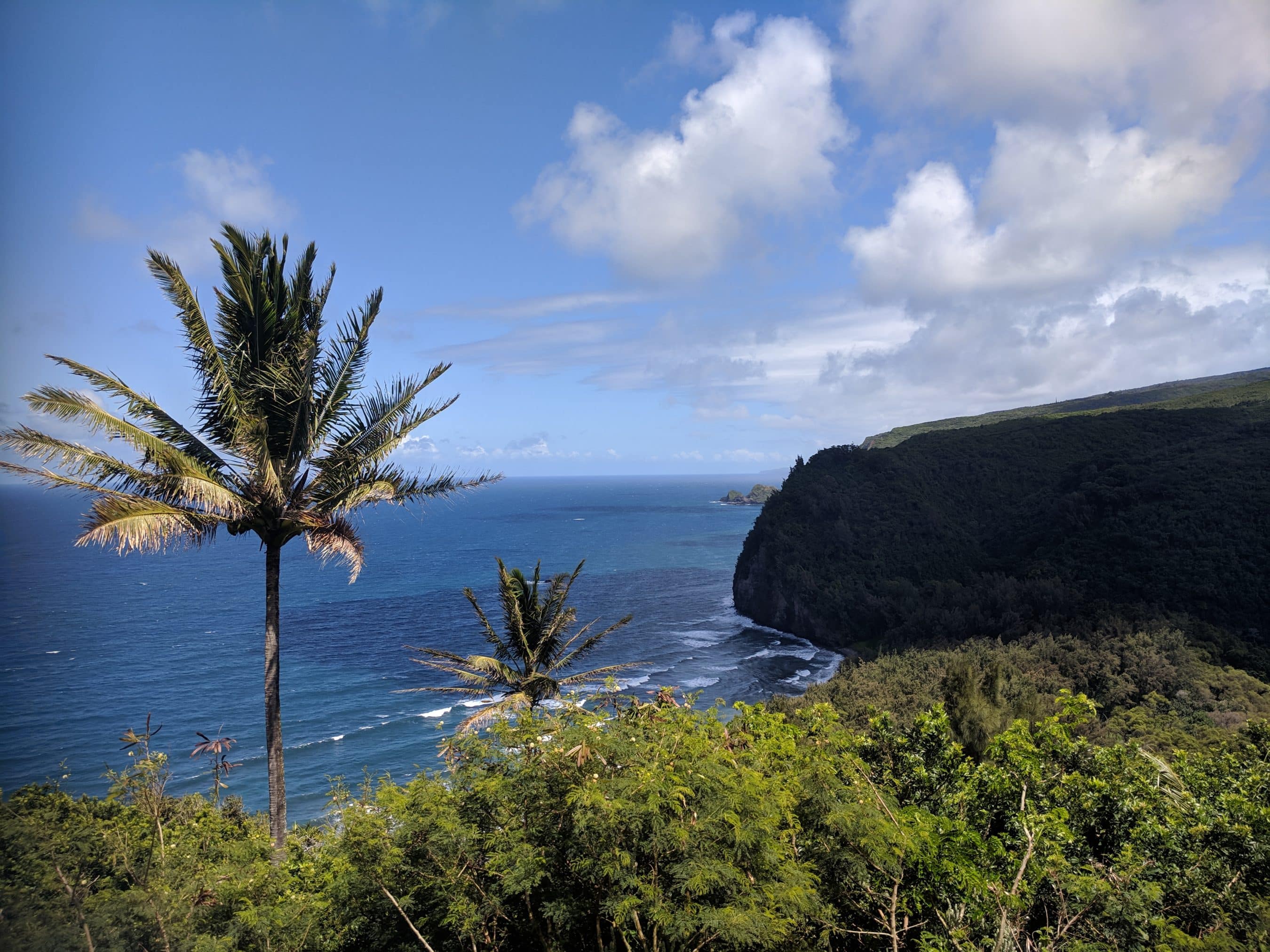 Palm tree in foreground overlooking the blue ocean and rocky coastline under a partly cloudy sky. (Informative coastal landscape)