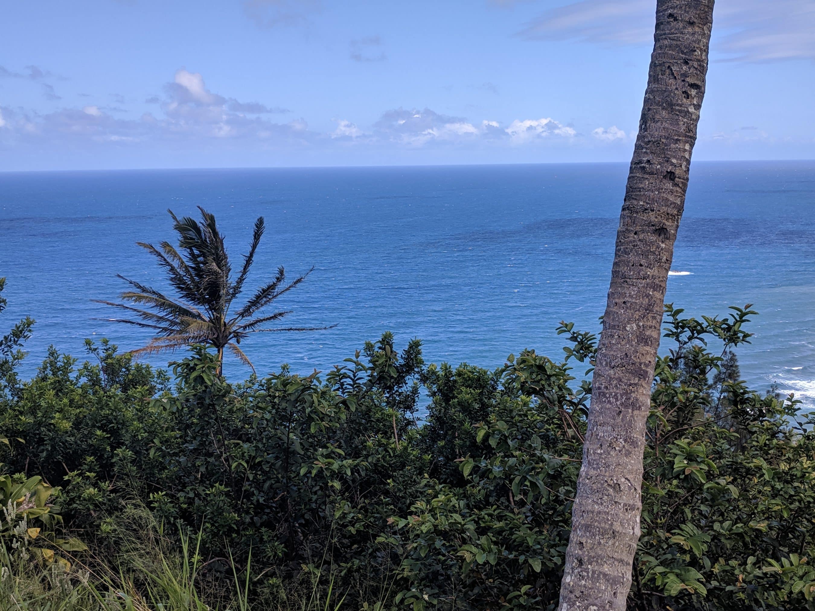 Coastline view with a calm blue sea, clear sky, and palm trees in the foreground on a sunny day.