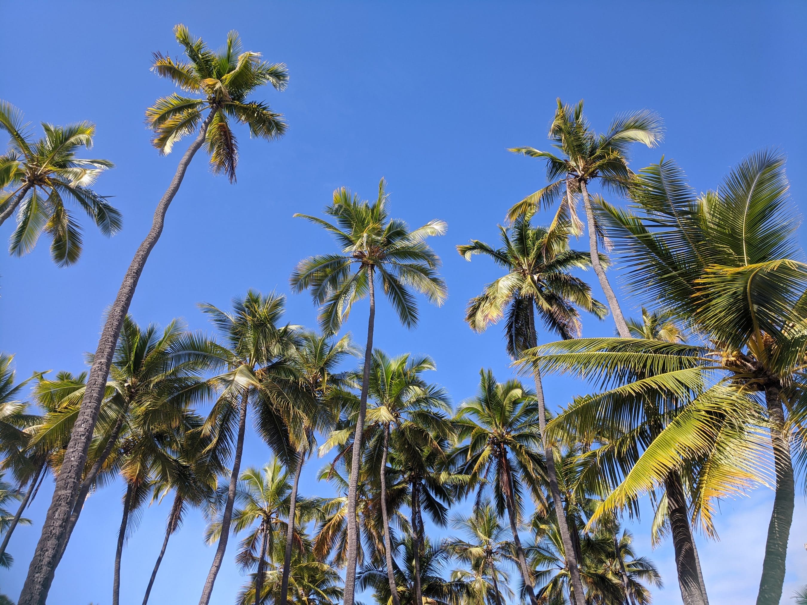 Tall palm trees reaching toward a clear blue sky, canopy of green fronds above.