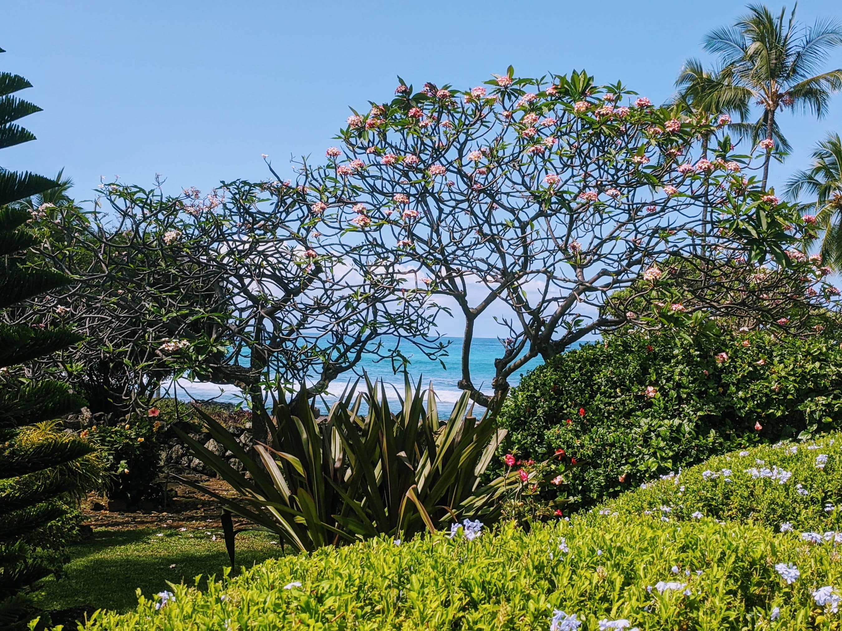Tropical garden with pink flowering tree branches and palm trees, ocean visible in the background.