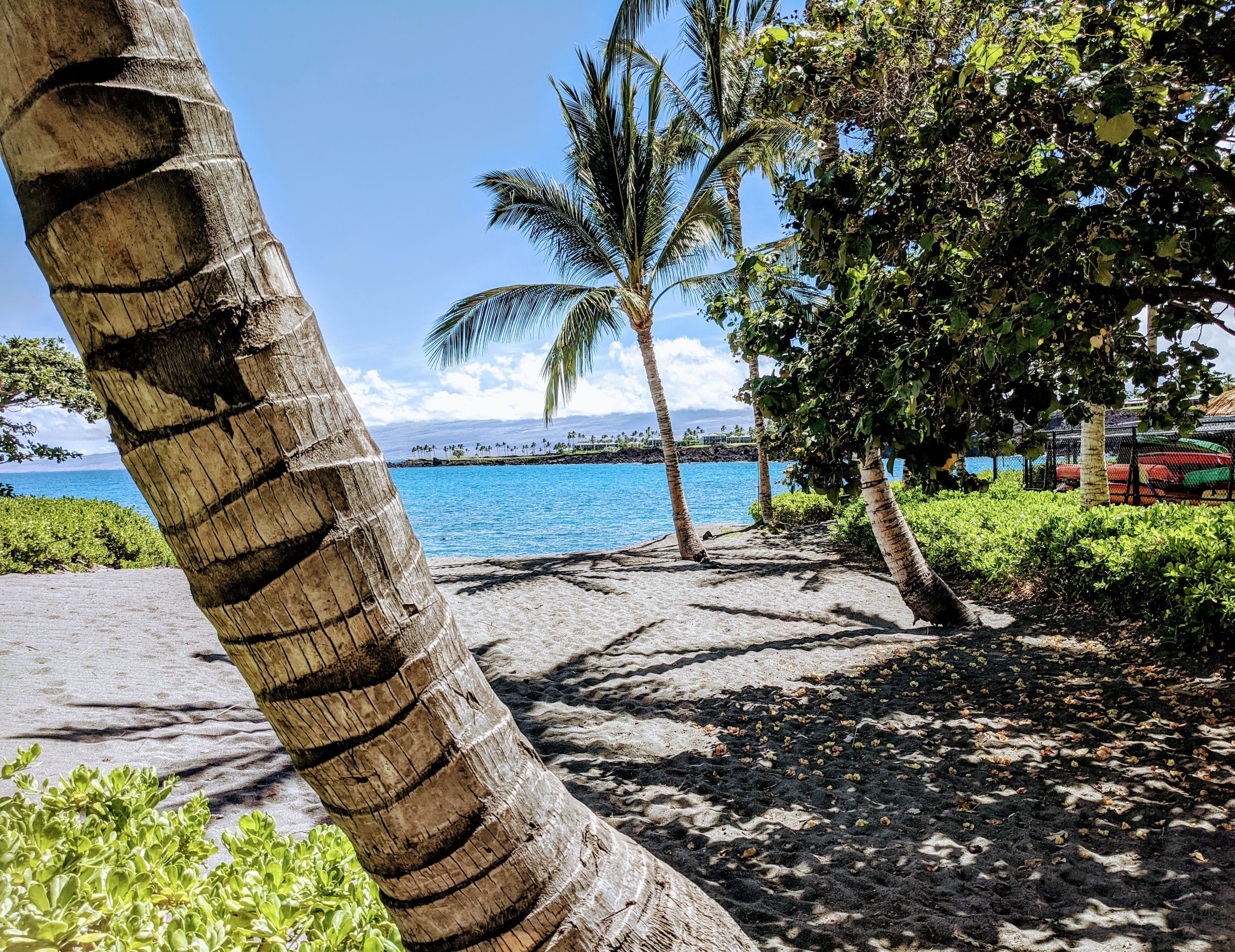 Sunny tropical beach with palm trees, blue ocean, and sandy foreground.