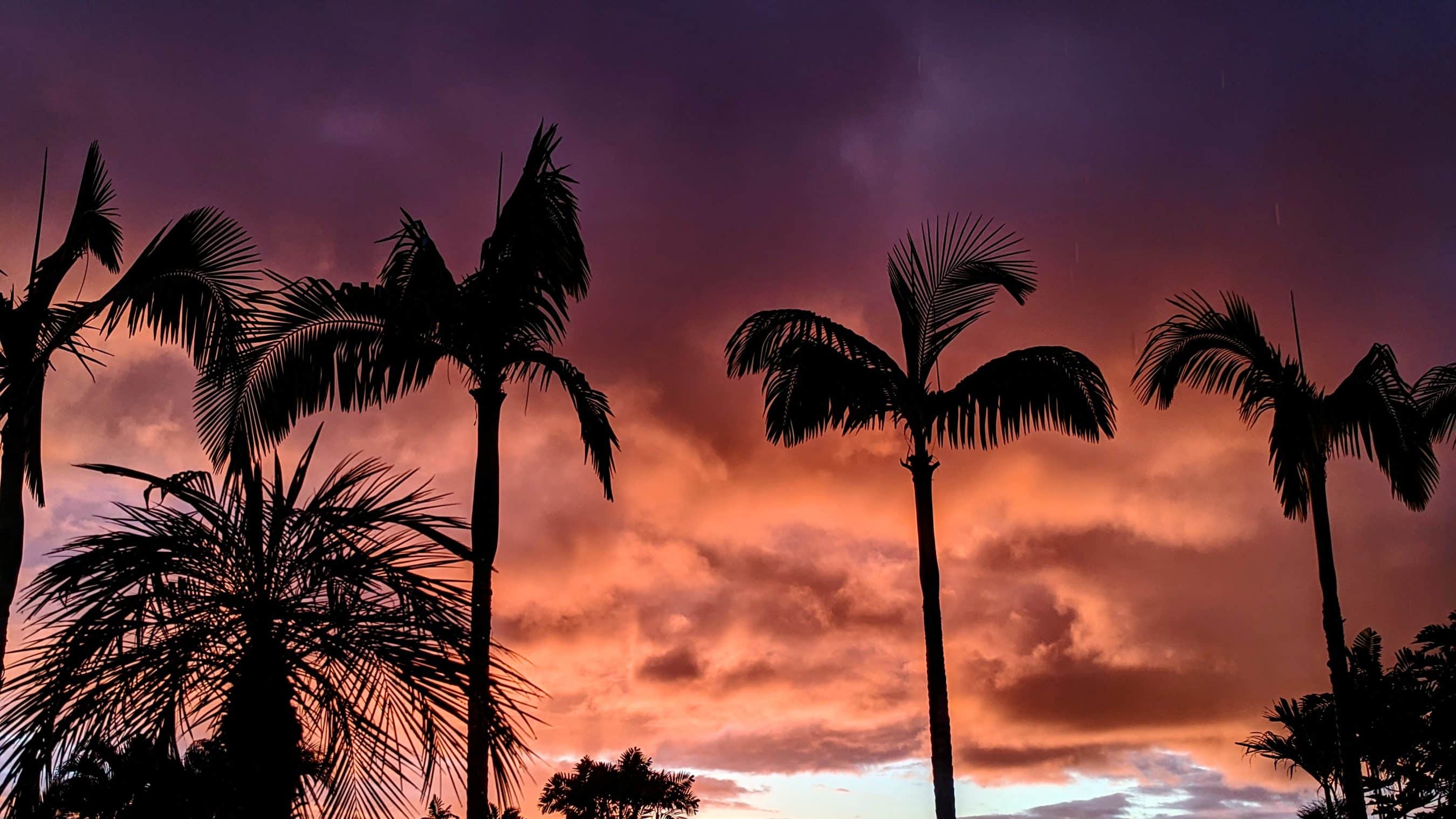 Silhouetted palm trees against a vivid sunset with orange, pink, and purple skies.
