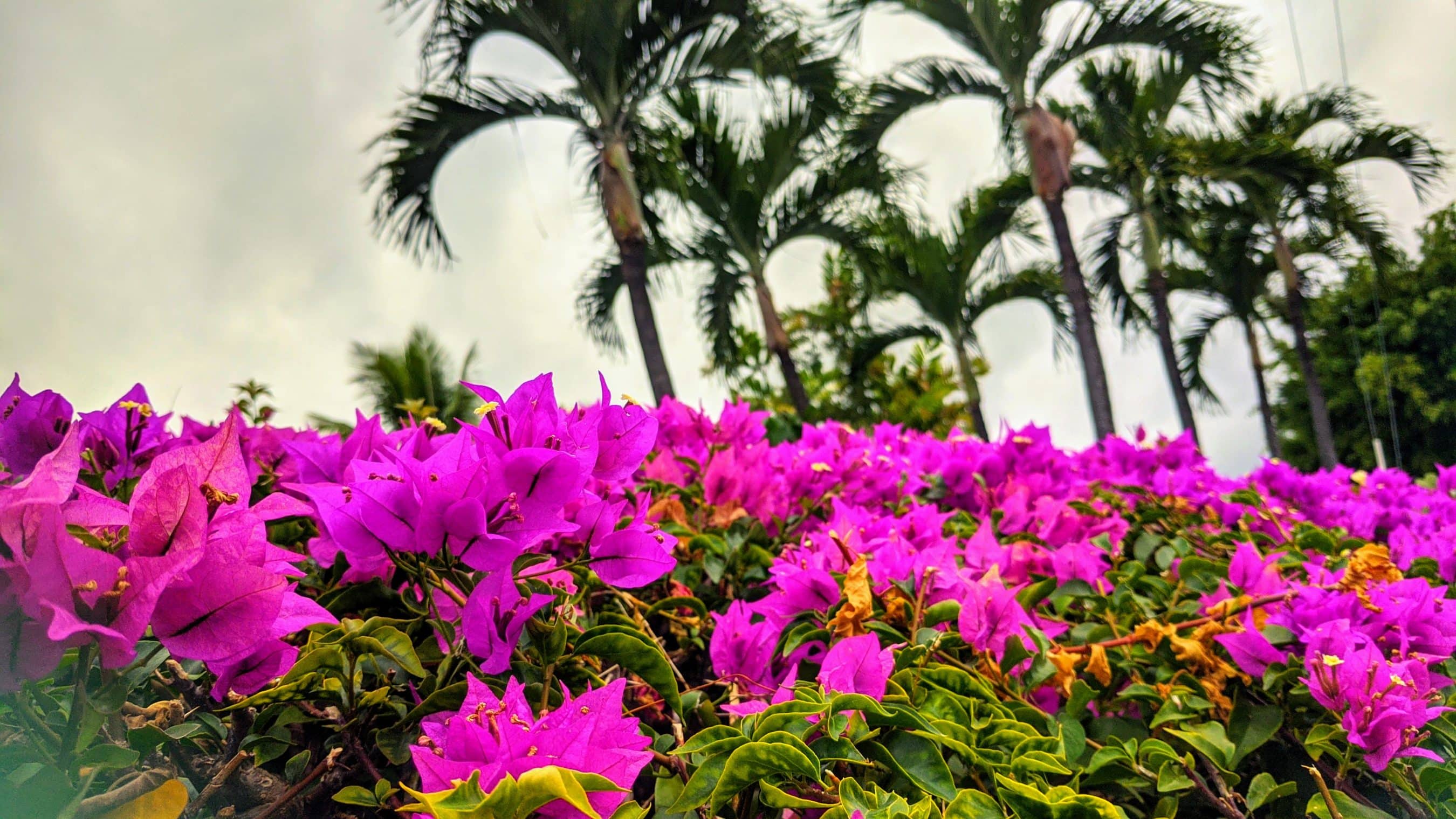 Bright pink bougainvillea flowers fill the foreground with tall palm trees and a cloudy sky in the background, outdoor garden scene.