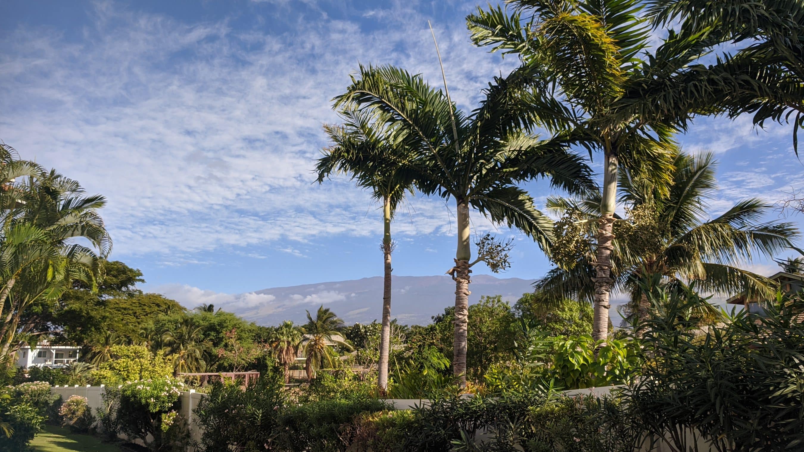 Tall palm trees in a sunny tropical garden with a blue sky and distant mountains on the horizon, lush greenery in the foreground.