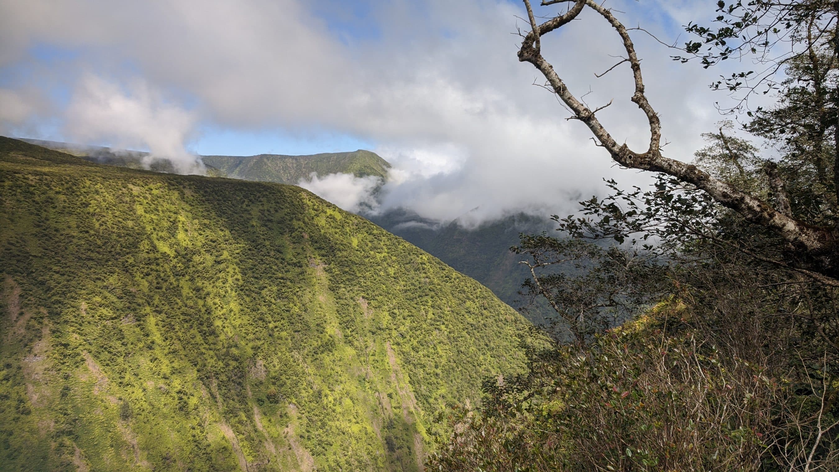 Mountain valley with green forested slopes, low clouds drifting over ridges, and a gnarled branch in the right foreground framing the scene.