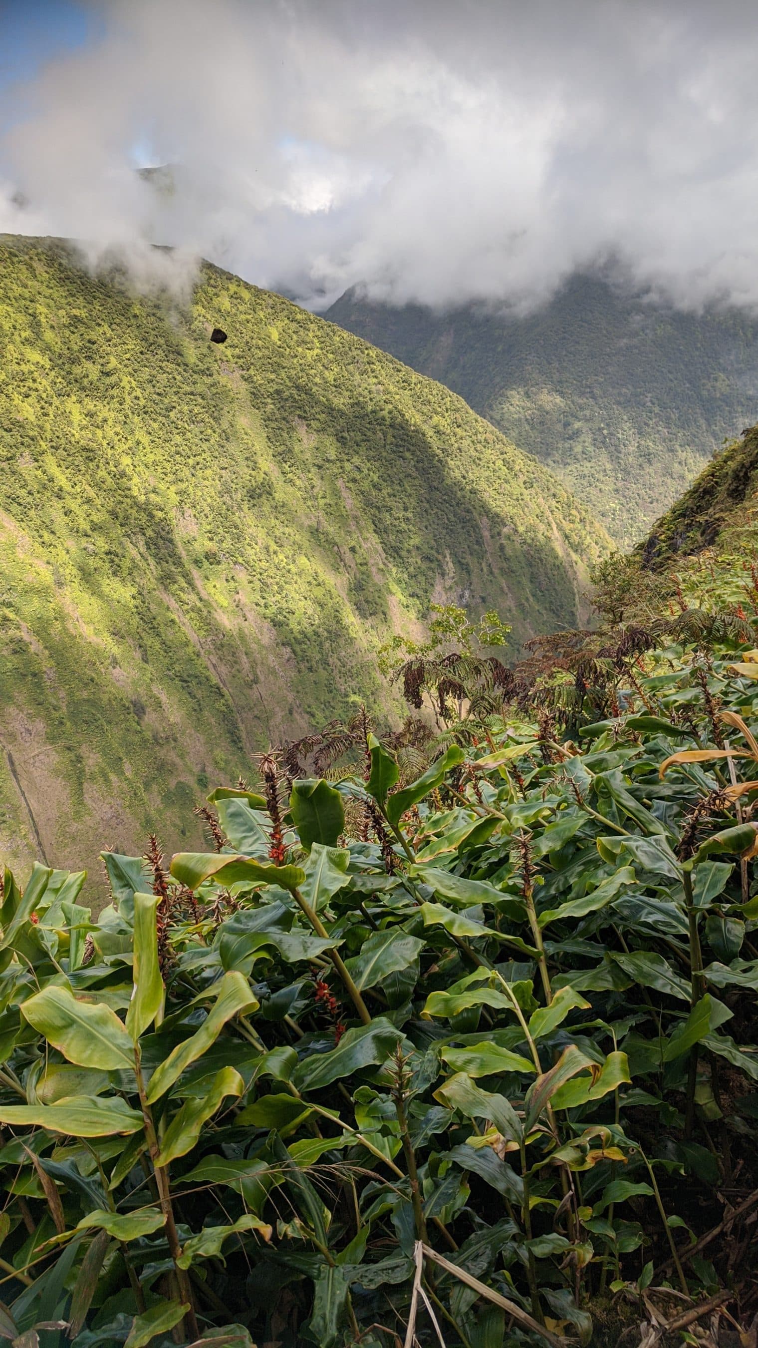 Steep, misty mountainsides covered in green forest, with tropical plants in the foreground and clouds above.