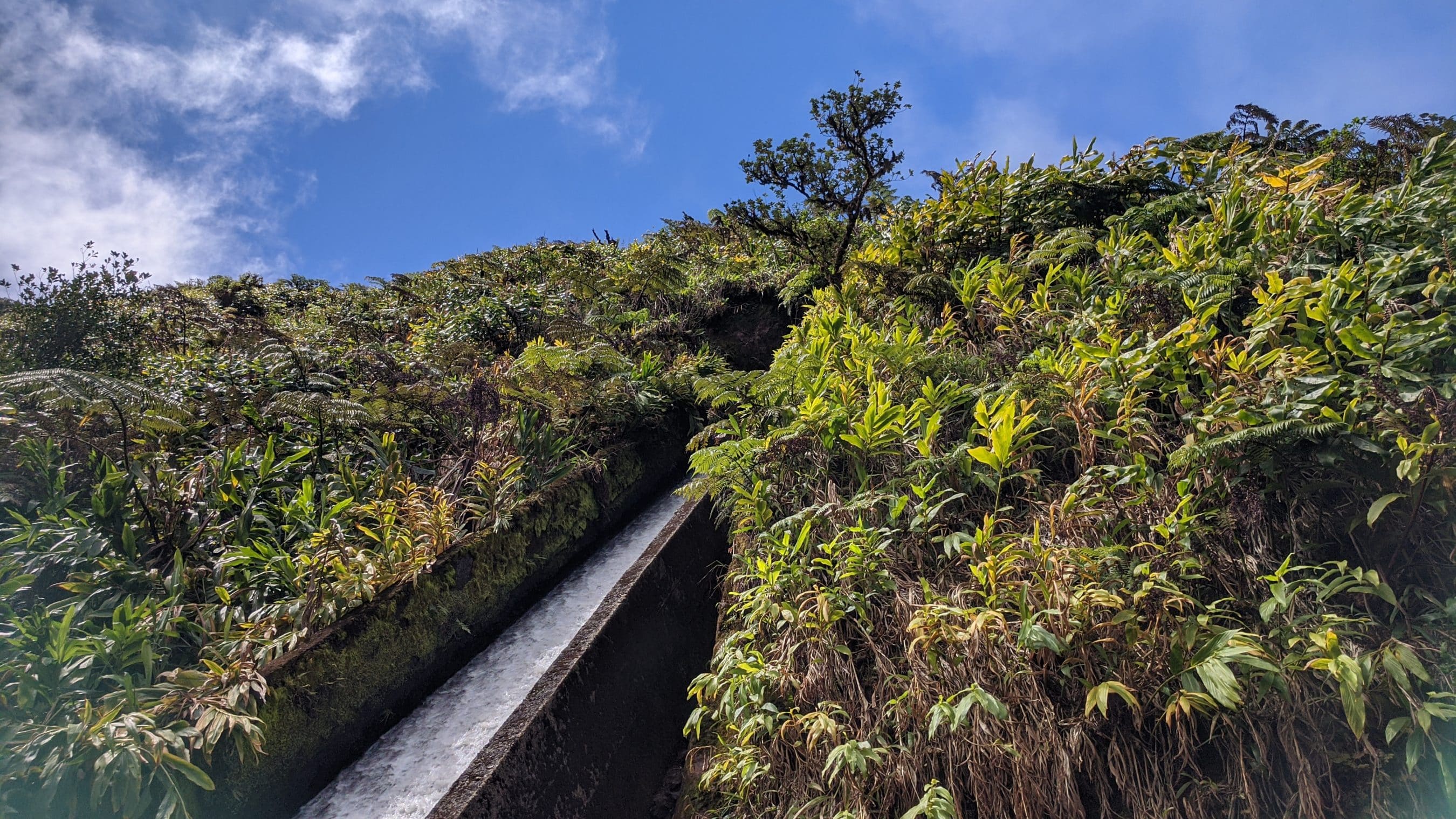 Concrete railing cuts diagonally through a hillside dense with green ferns and shrubs, under a clear blue sky.