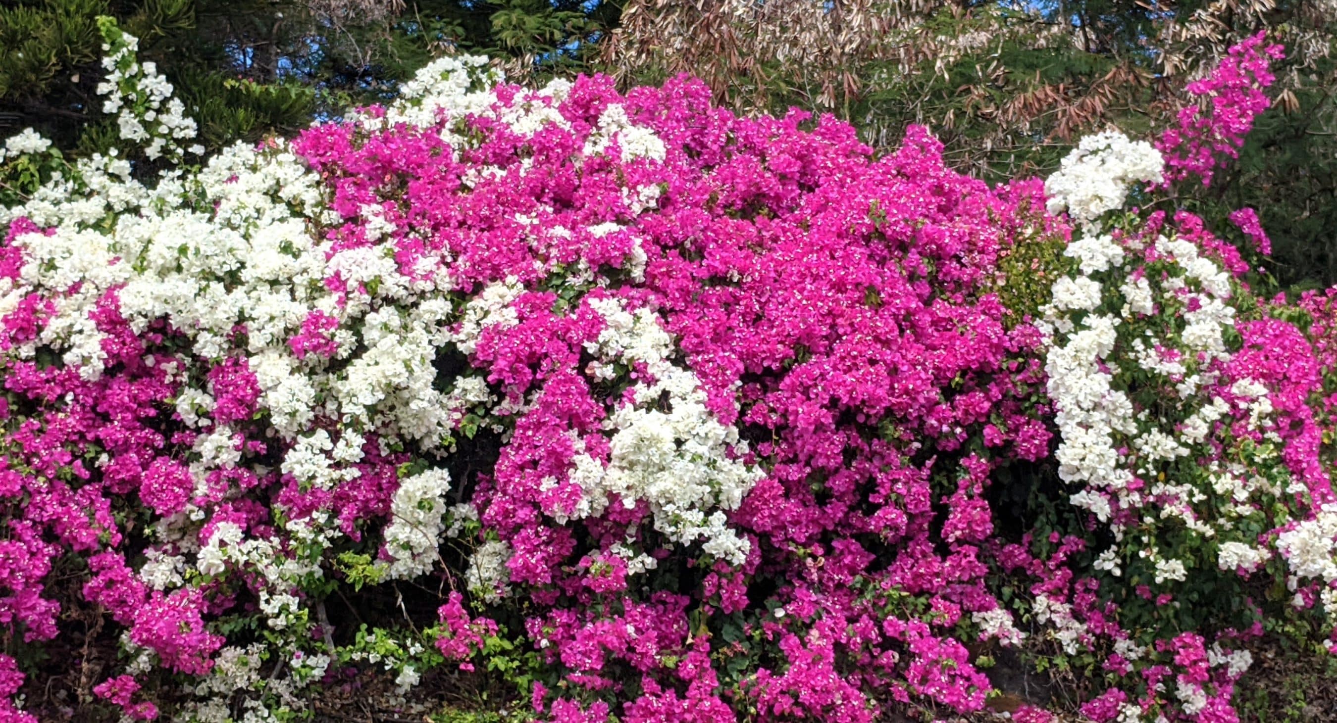 Vibrant pink and white bougainvillea flowers covering a hedge.
