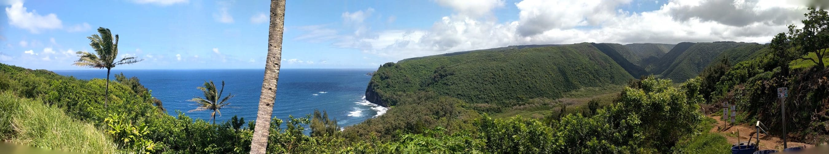 Panoramic tropical coastline: blue ocean, green cliffs, and swaying palm trees along a hillside trail