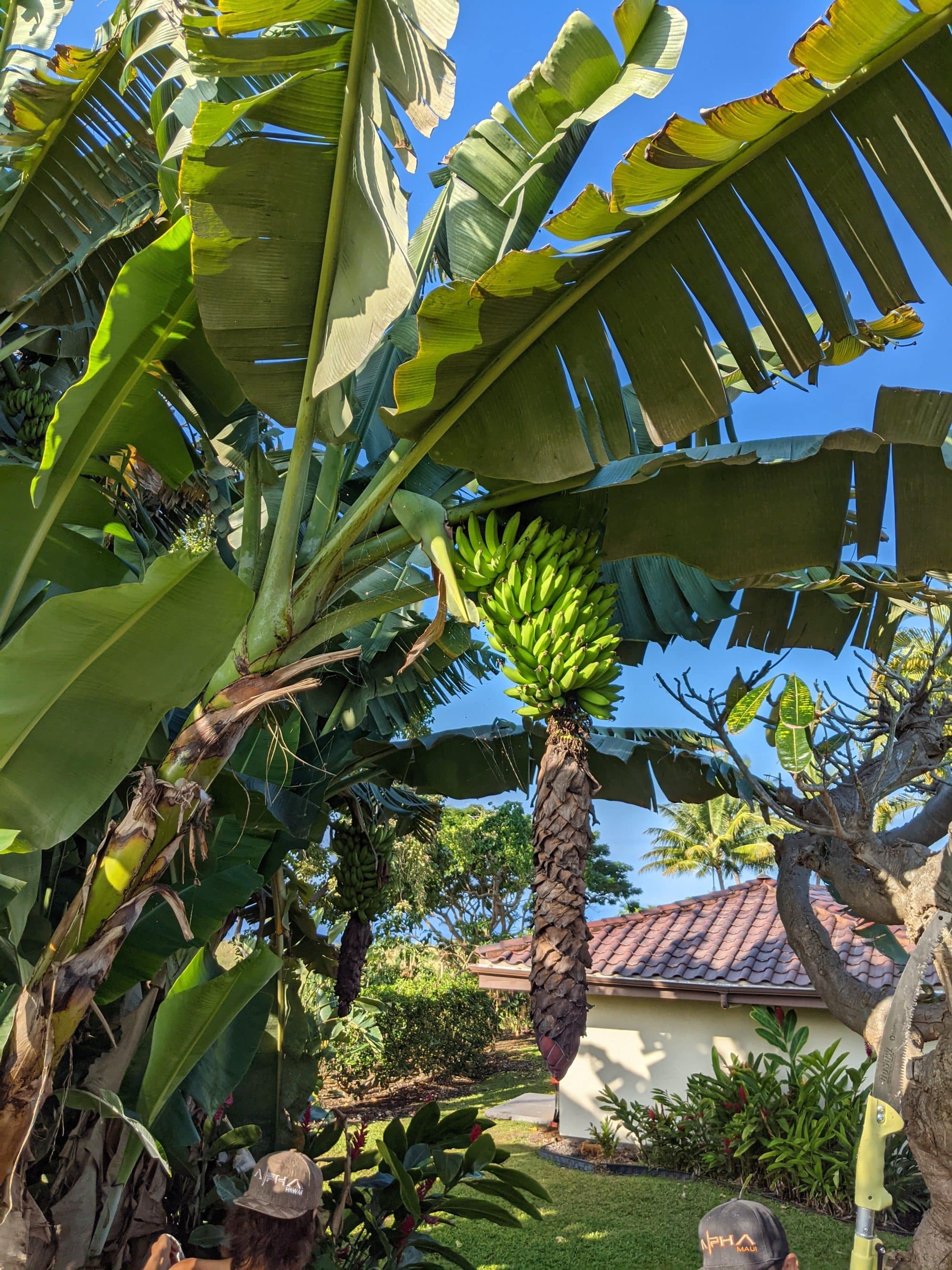 Banana plant with green banana bunches hanging from a trunk in a sunny suburban yard, blue sky overhead.