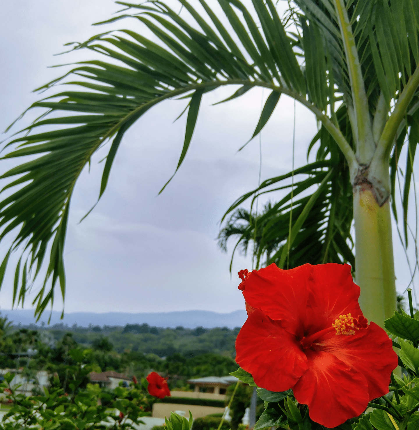 Red hibiscus flower in bloom with palm fronds and a distant landscape under a cloudy sky.