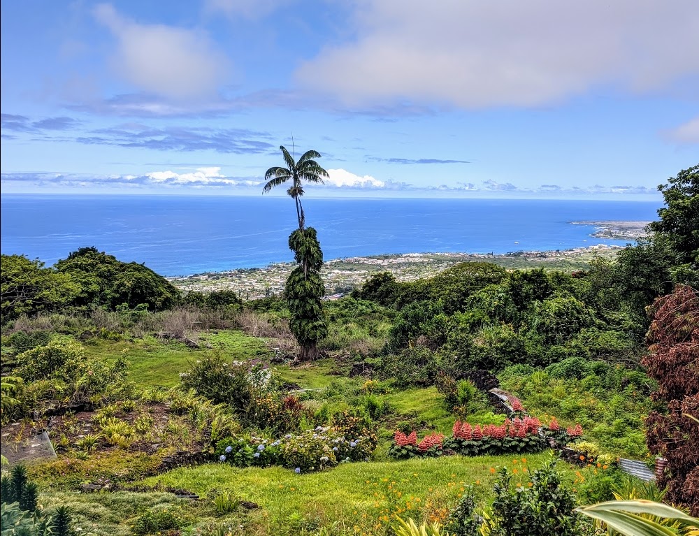 Coastal hillside garden with a tall palm tree overlooking the blue ocean and distant shoreline.