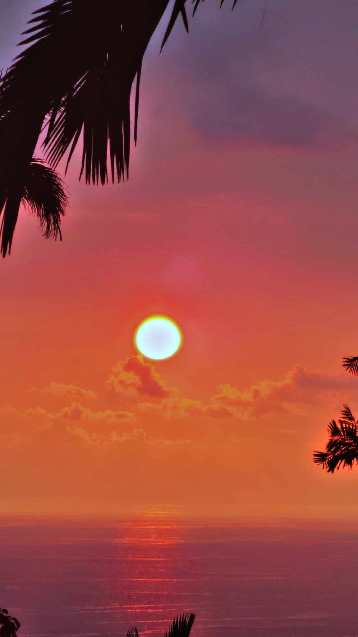 Sunset over a calm sea with silhouetted palm fronds in the foreground and an orange-pink sky.